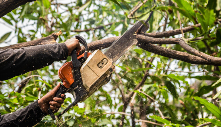 Gibbs Tree Service offers tree Care, trimming, and lopping services. The video features a worker using specialized equipment for safe and efficient tree care in Georgetown Delaware