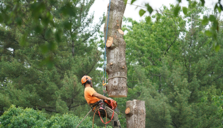 Gibbs Tree Service, Tree Care Service, Removal, Emergency Tree Service and Tree Debris Removal and Disposal Sussex County Delaware