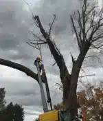 The Ultimate Guide to Handling Emergency Tree Removal