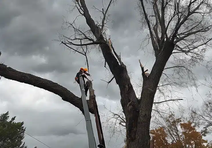 Emergency Tree Removal in Seaford, Delaware: Essential Tips and Guidelines