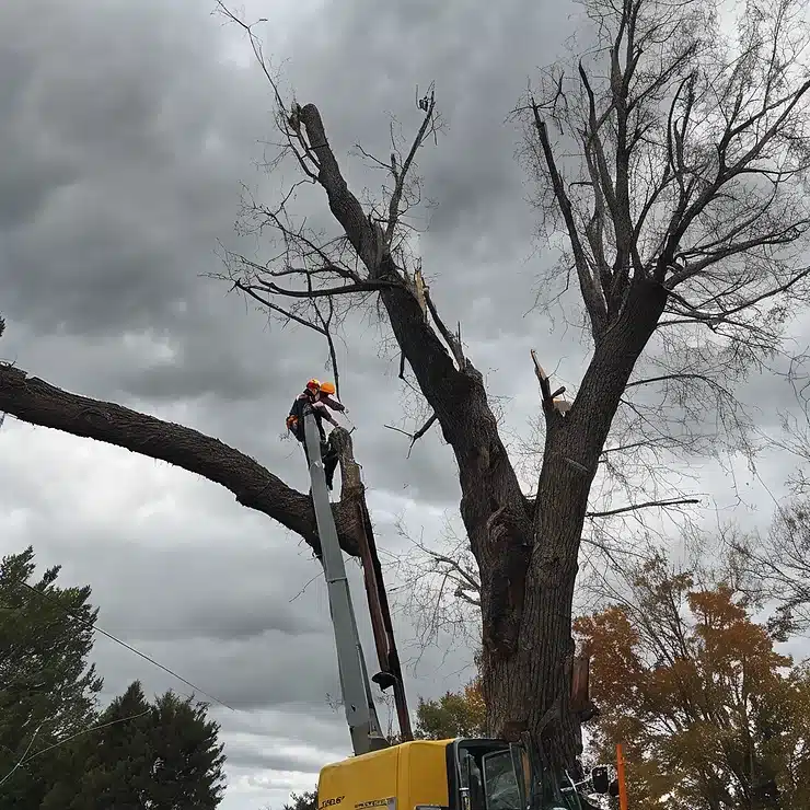 Emergency Tree Removal in Seaford, Delaware: Essential Tips and Guidelines