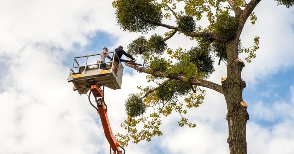 Affordable Tree Removal Services in Delaware Gibbs Tree Service helps with tree & debris removal