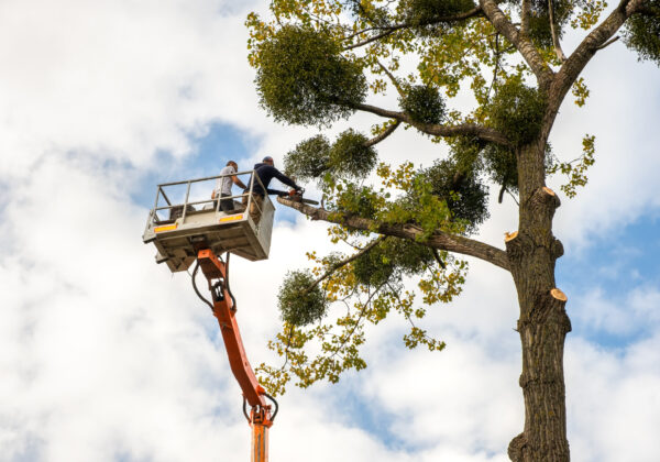 Affordable Tree Removal Services in Delaware Gibbs Tree Service helps with tree & debris removal