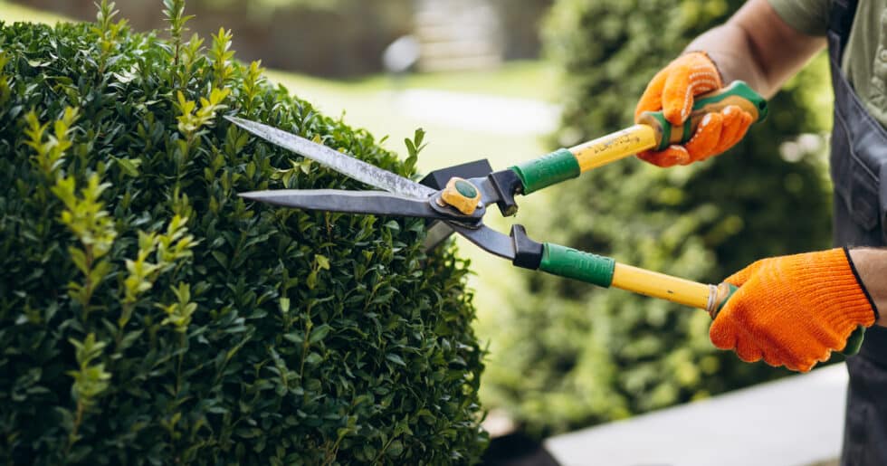 Best tree trimming service by Gibbs Tree Service in Sussex County, Delaware, offering professional trimming and lopping to enhance the health and aesthetics of your trees.