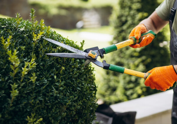 Best tree trimming service by Gibbs Tree Service in Sussex County, Delaware, offering professional trimming and lopping to enhance the health and aesthetics of your trees.