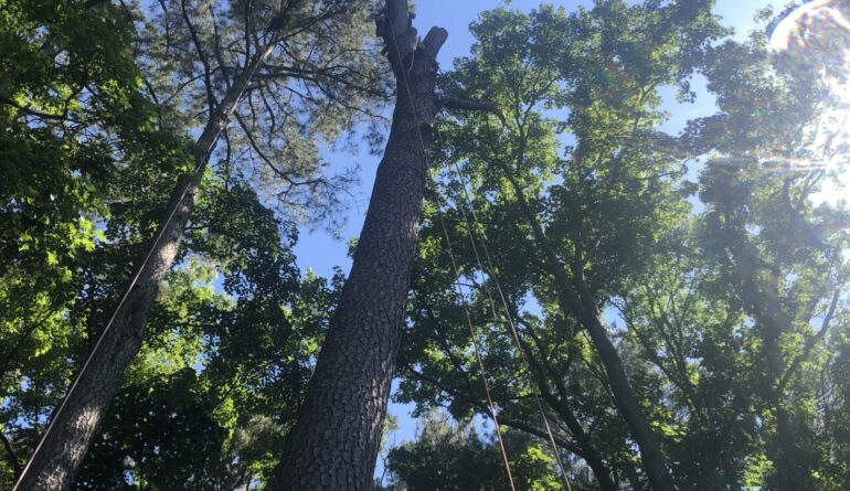 Best Tree Removal Service In Seaford Delware Gibbs Tree Service Removing Tall Tree