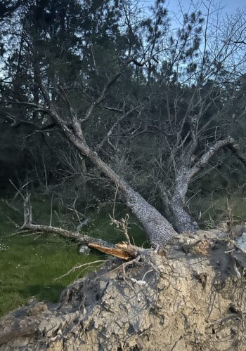 Delaware tree service professionals providing post-storm cleanup and tree removal.