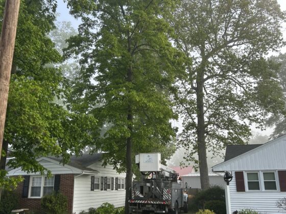 Expert tree removal in action in Sussex County, DE — Affordable Tree Care Services.