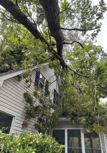 Affordable tree removal services providing clear landscapes and enhanced safety in Delaware.