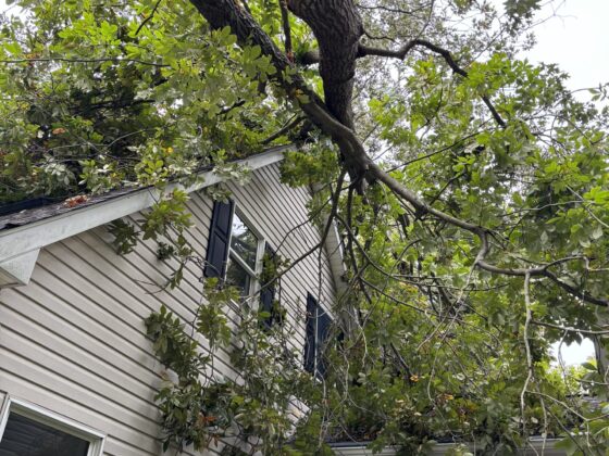 Affordable tree removal services providing clear landscapes and enhanced safety in Delaware.