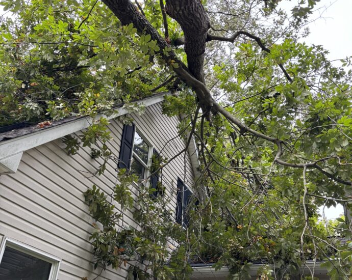 Affordable tree removal services providing clear landscapes and enhanced safety in Delaware.