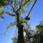 Professional Tree Care and Removal in Lewes, Delaware in action