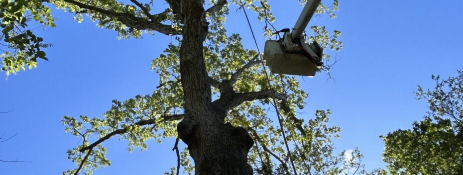 Professional Tree Care and Removal in Lewes, Delaware in action