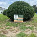 Bush Trimming Near You Serving all of sussex county delaware gibbs tree service