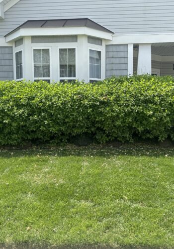 Detailed tree trimming to improve sunlight penetration and air flow in Sussex County gardens.