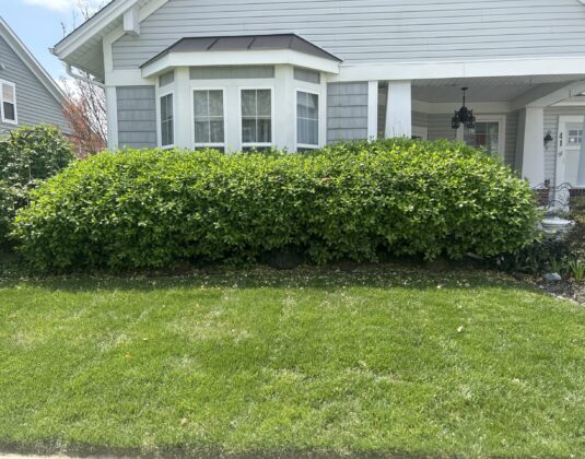 Detailed tree trimming to improve sunlight penetration and air flow in Sussex County gardens.