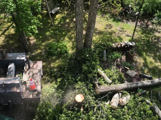 Tree Debris Removal in Delaware by Gibbs Tree Service